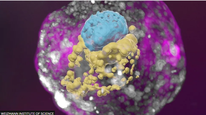 A stem-cell derived human embryo model showing blue cells (embryo), yellow cells (yolk sac) and pink cells (placenta).